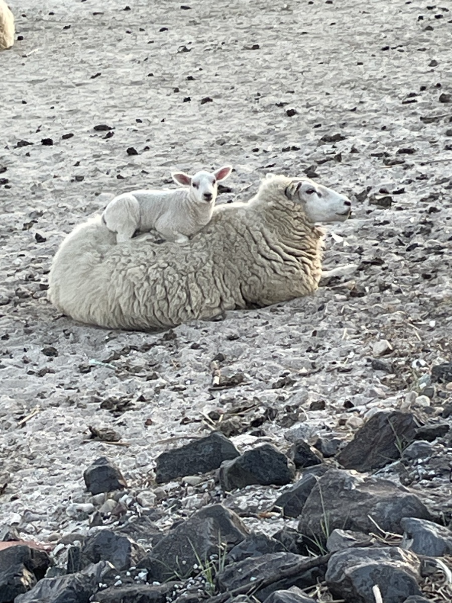 Mutterschaf mit einem Laemmchen auf dem Ruecken im Watt