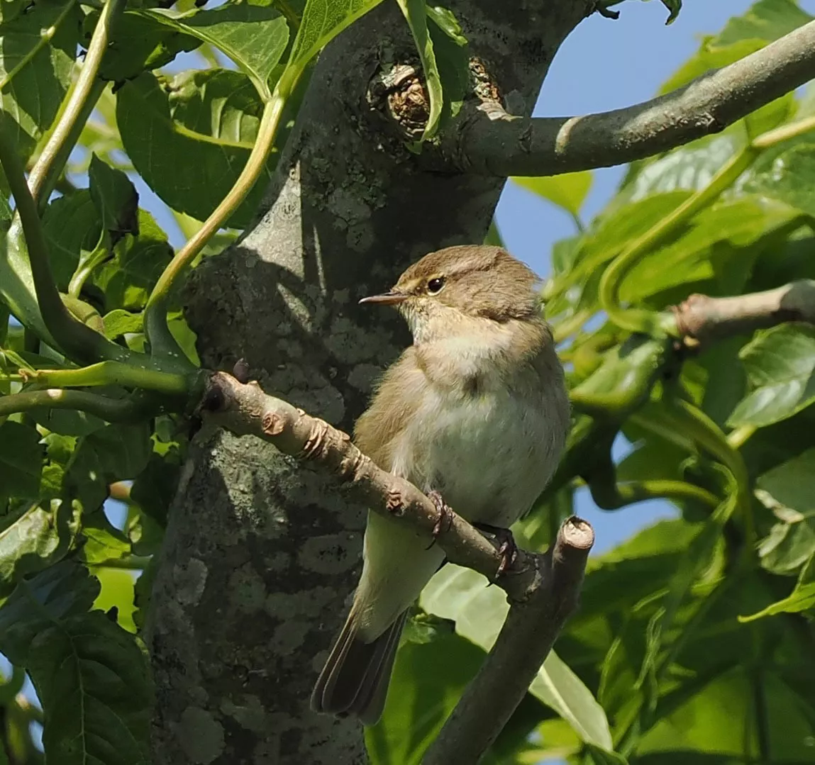 Vogelbeobachtung im Garten – Zilpzalp auf Ast, ideal für Vogelkundler und Hobbyfotografen Vogelbeobachtung im Garten – Zilpzalp auf Ast, ideal für Vogelkundler und Hobbyfotografen