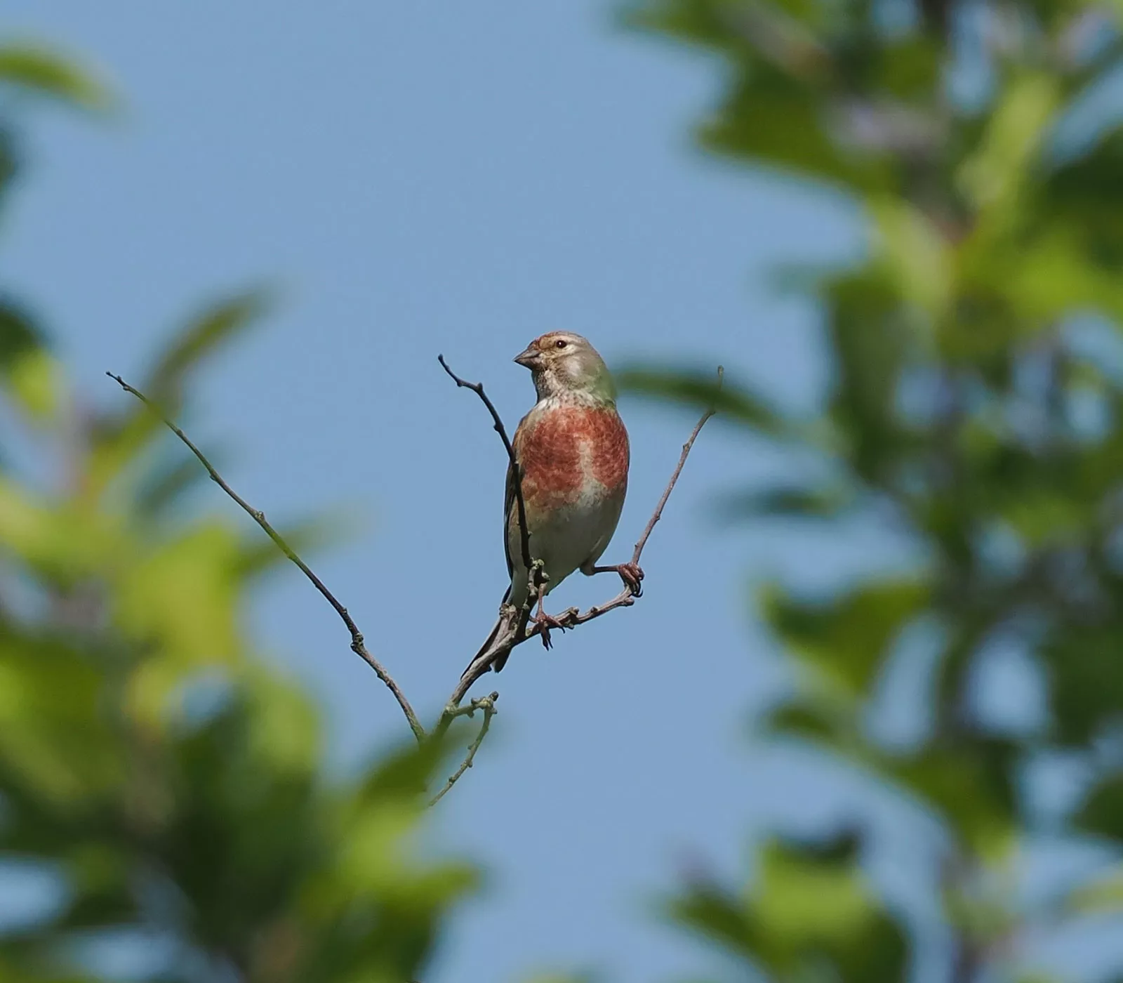 Vogelbeobachtung am Ferienhaus – Bluthänfling auf Ast, Hobbyfotografen-Tipp Vogelbeobachtung am Ferienhaus – Bluthänfling auf Ast, Hobbyfotografen-Tipp