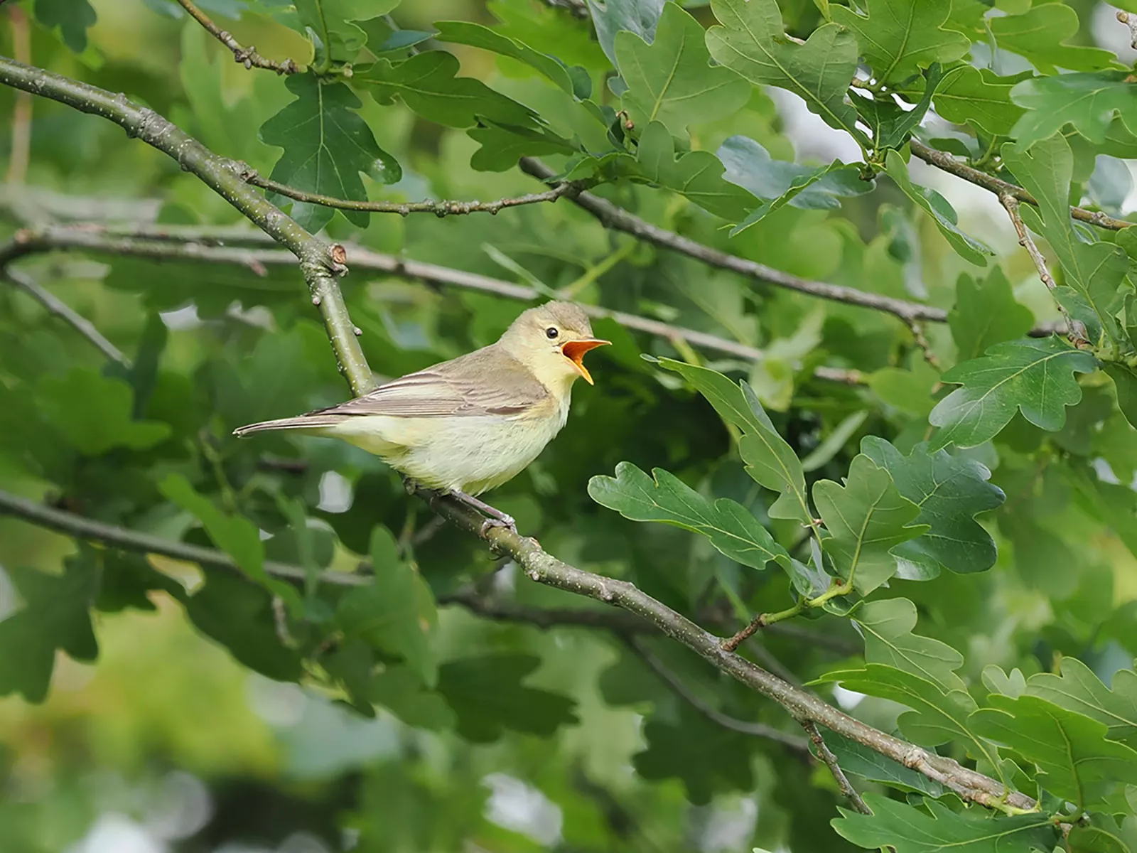 Ferienhaus Deichsonne – Gelbspötter zwitschernd auf Ast, Natur- und Tierbeobachtung Ferienhaus Deichsonne – Gelbspötter zwitschernd auf Ast, Natur- und Tierbeobachtung