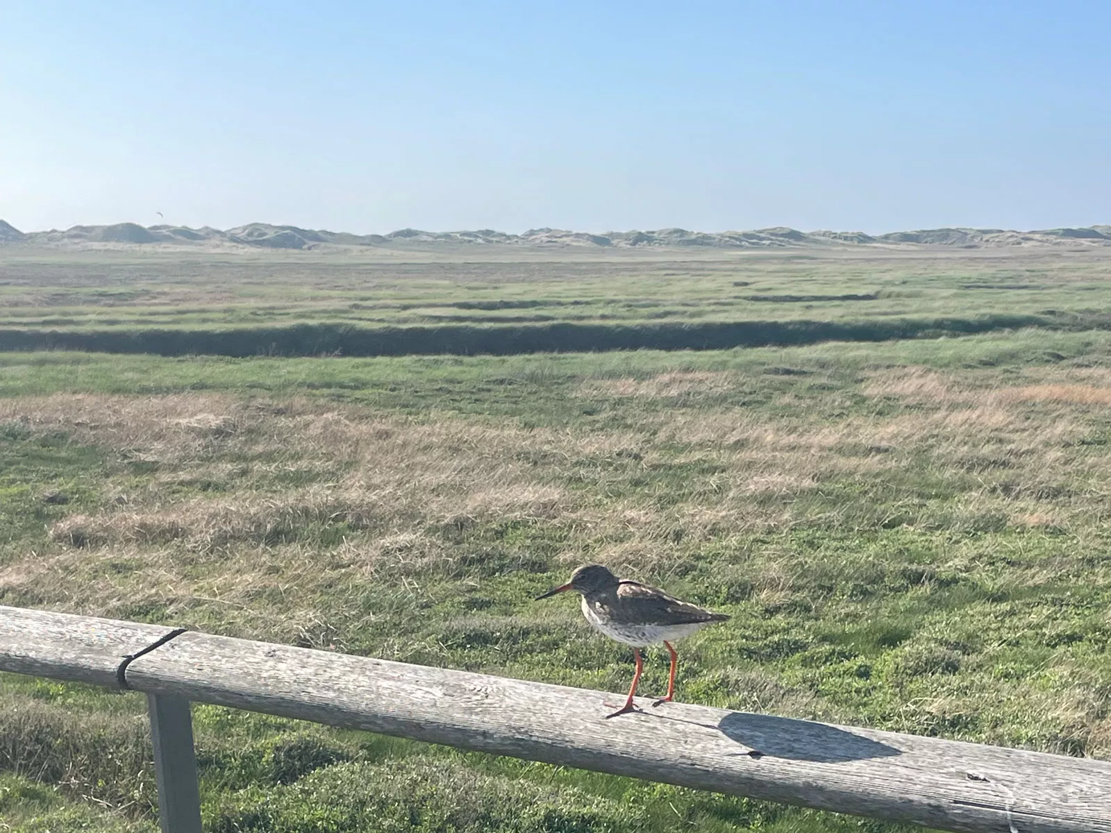 Eiderstedt – Rotschenkel auf Salzwiesen, Vogelbeobachtung und Naturerlebnis Nordsee Eiderstedt – Rotschenkel auf Salzwiesen, Vogelbeobachtung und Naturerlebnis Nordsee