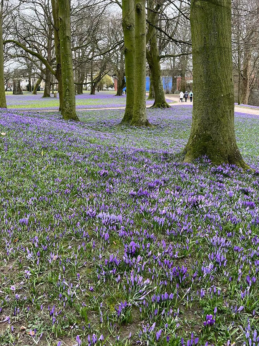 Eiderstedt – Frühlingszauber mit Krokussen in Husum, Natur und Familienurlaub Eiderstedt – Frühlingszauber mit Krokussen in Husum, Natur und Familienurlaub