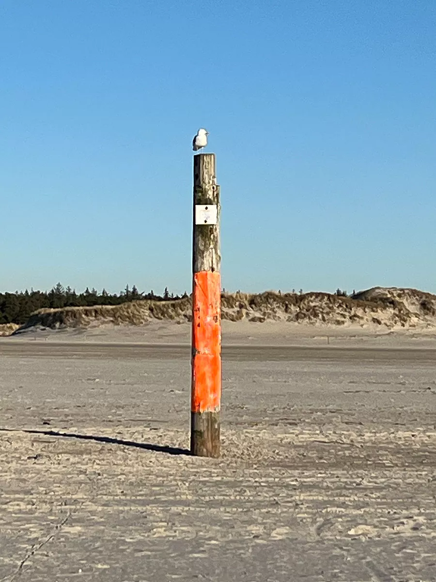 Eiderstedt – Möwe sitzt auf Pfahl an Strand und Dünen, Nordseeurlaub und Naturbeobachtung Eiderstedt – Möwe sitzt auf Pfahl an Strand und Dünen, Nordseeurlaub und Naturbeobachtung