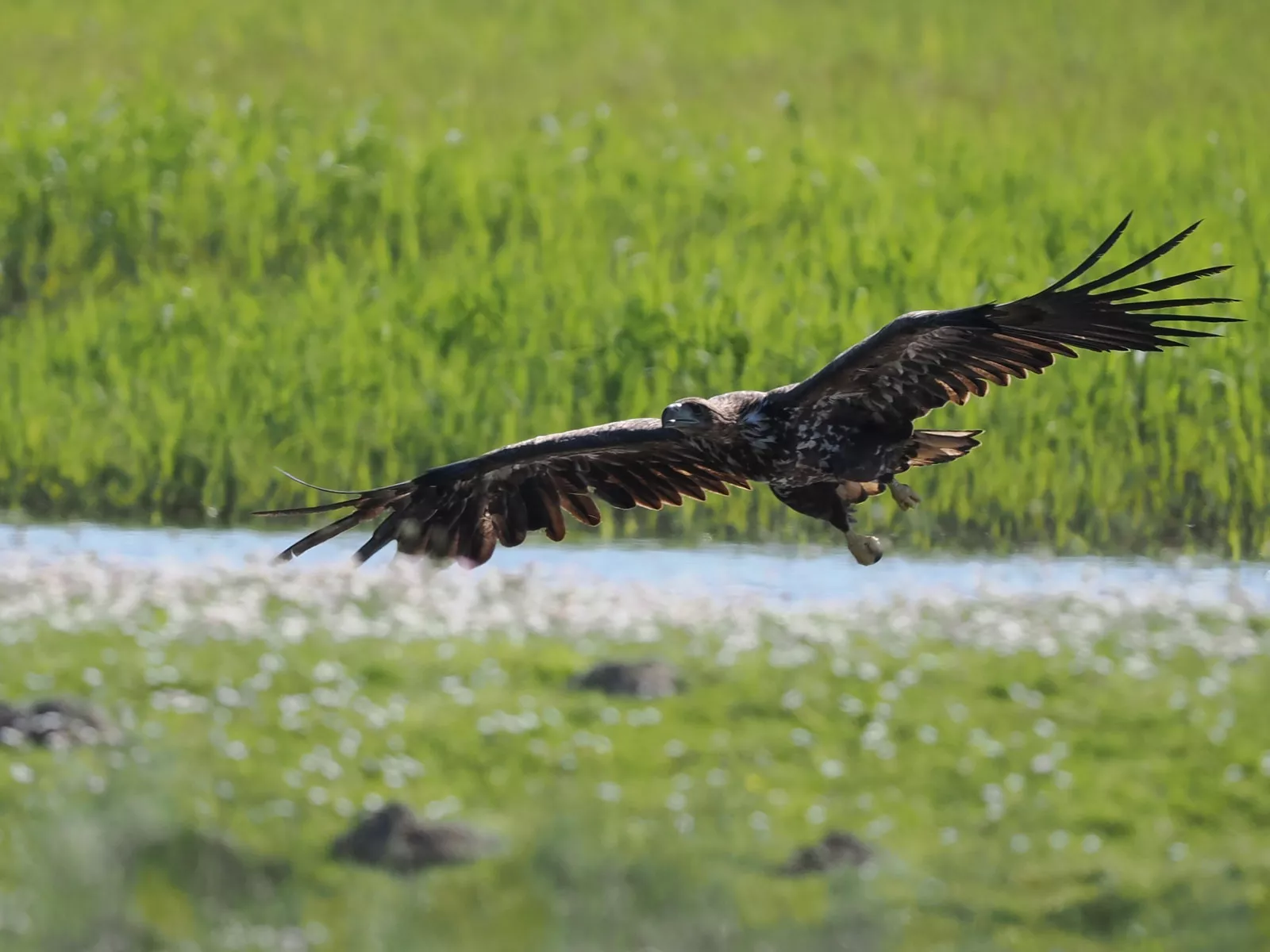 Eiderstedt – Seeadler über Wiese im Katinger Watt, Vogelkundler und Naturbeobachter willkommen Eiderstedt – Seeadler über Wiese im Katinger Watt, Vogelkundler und Naturbeobachter willkommen