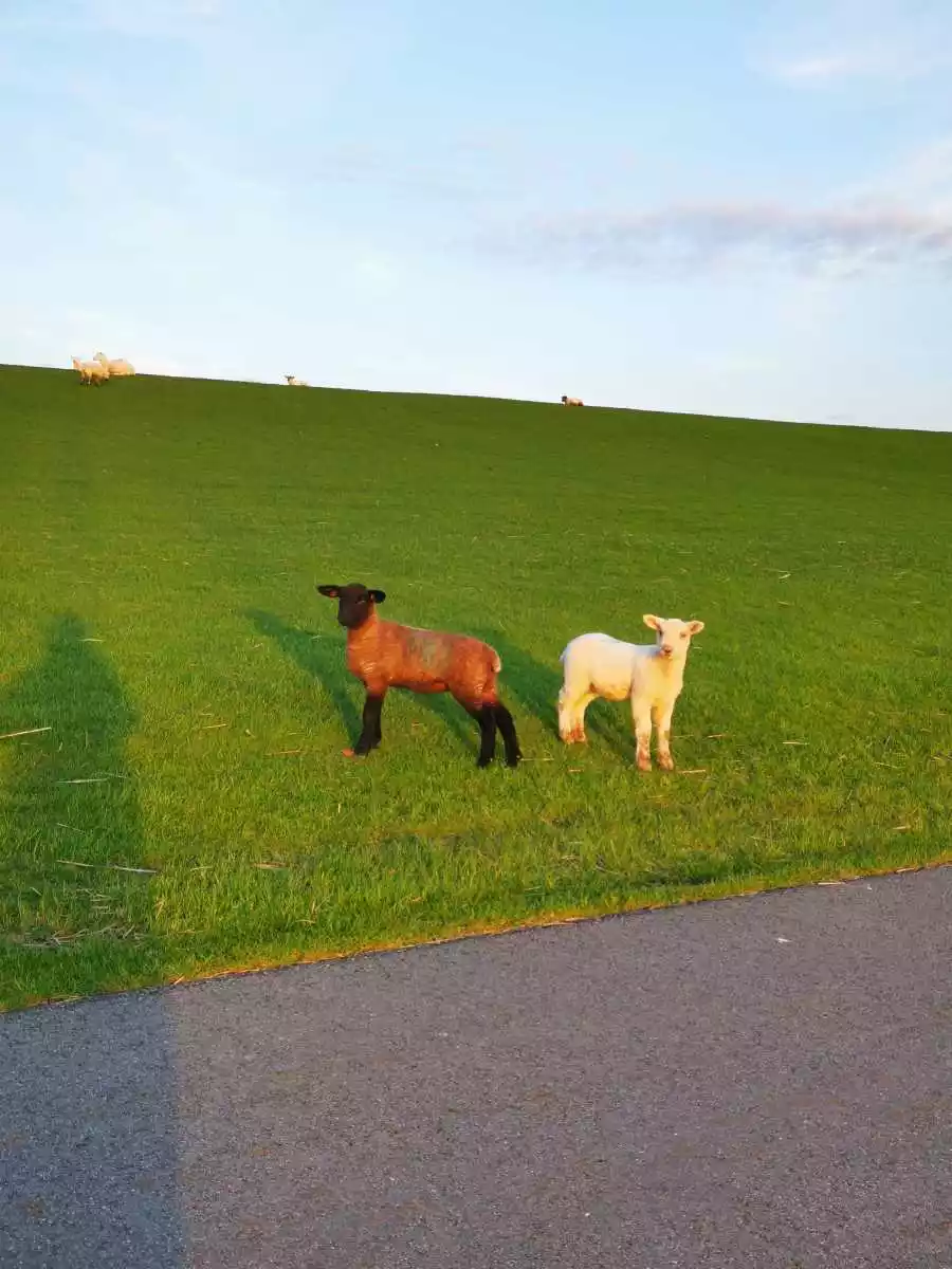Zwei Lämmer auf einer grünen Wiese am Deich im goldenen Abendlicht