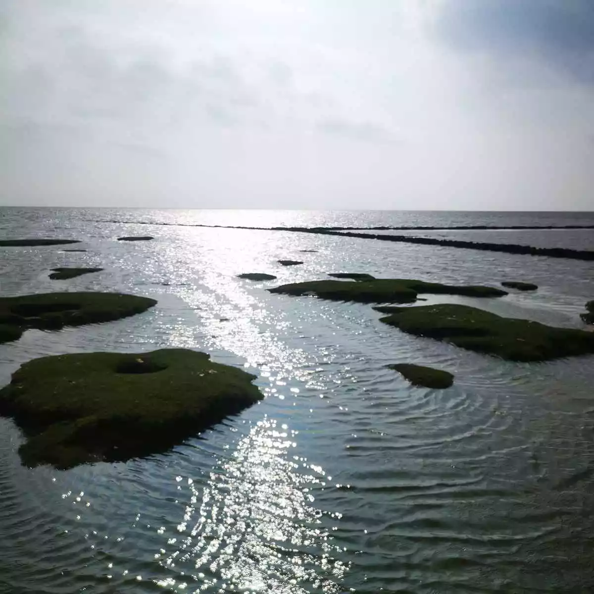 Salzwiesen und Priele am Wattenmeer in Vollerwiek während des Spätsommers.