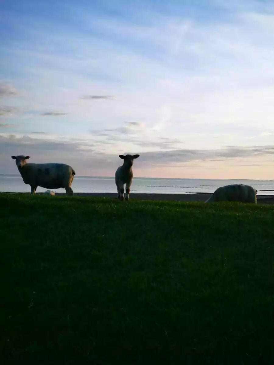 Mehrere Schafe auf einem Deich an der Nordsee im warmen Abendlicht