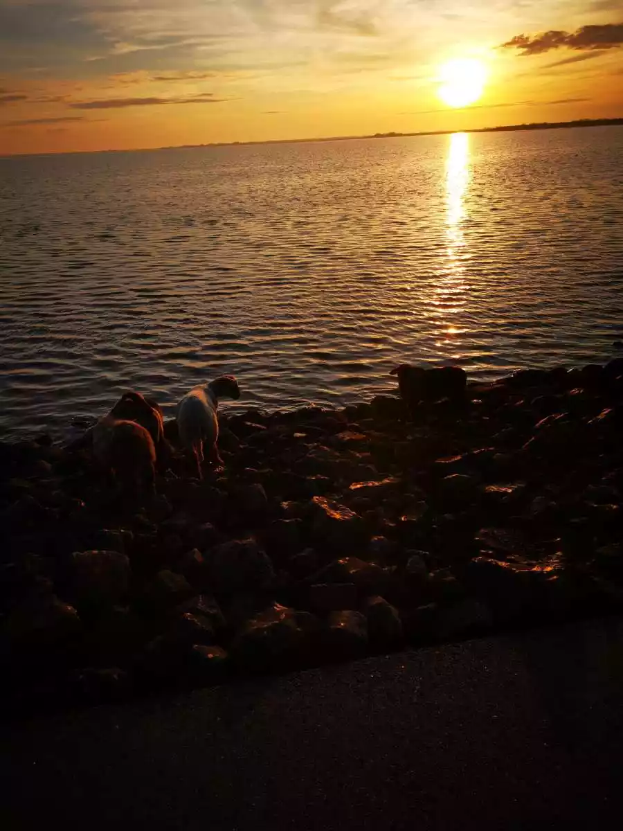 Lämmer am Wasserufer bei Sonnenuntergang mit reflektierendem Licht auf der Oberfläche