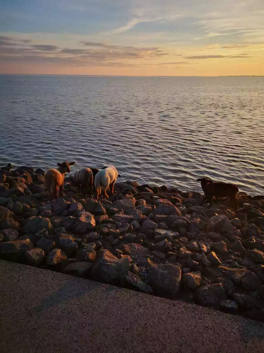 Schafe auf Steinen an der Nordseeküste bei goldenem Abendlicht