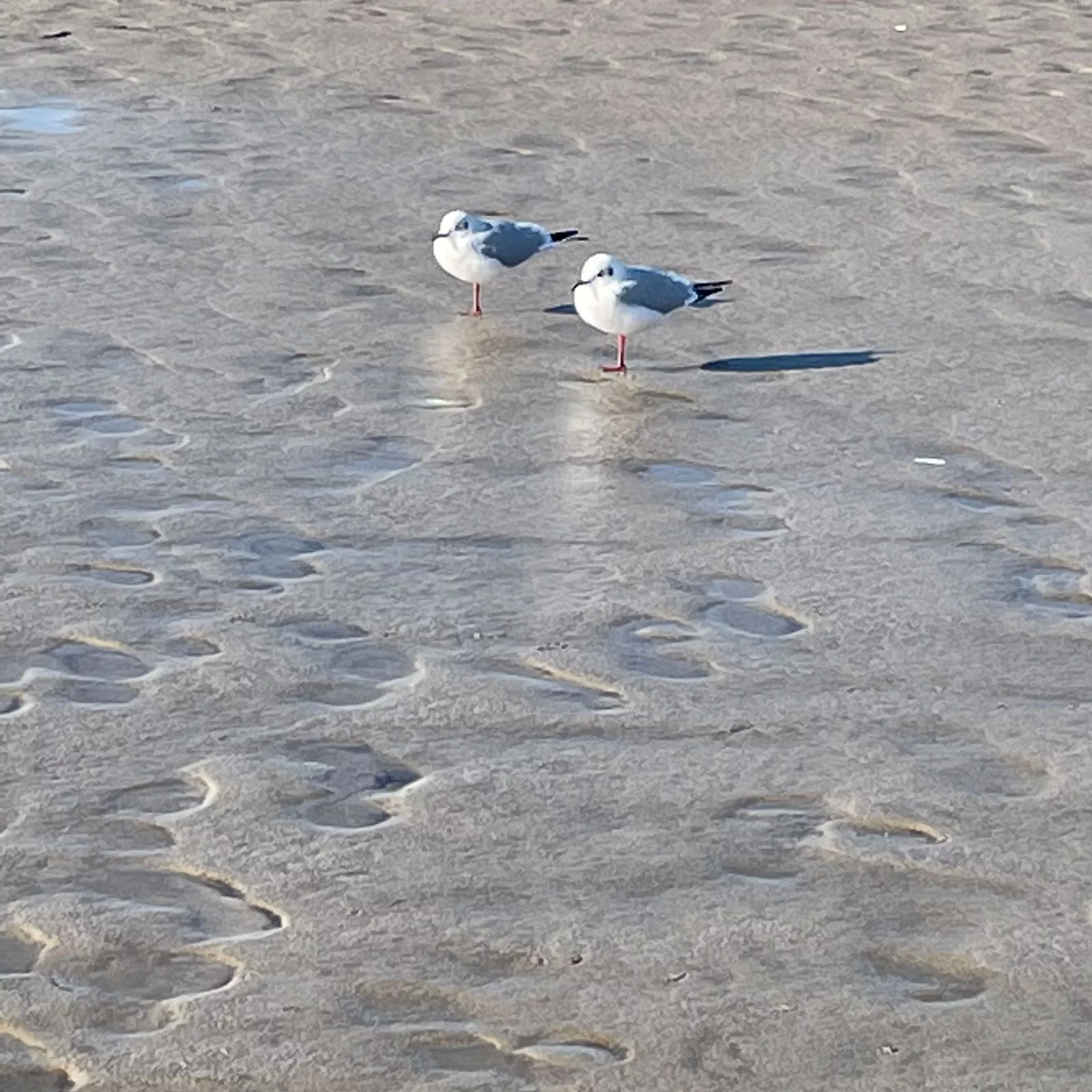 Urlaub zu zweit: ein Pärchen-Urlaub an der Nordsee Urlaub zu zweit: ein Pärchen-Urlaub an der Nordsee