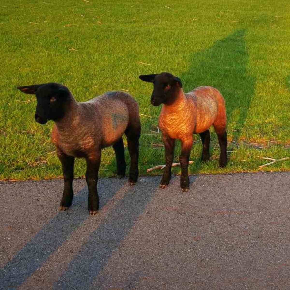 Junge neugierige Lämmer auf dem Deich im warmen Sonnenlicht