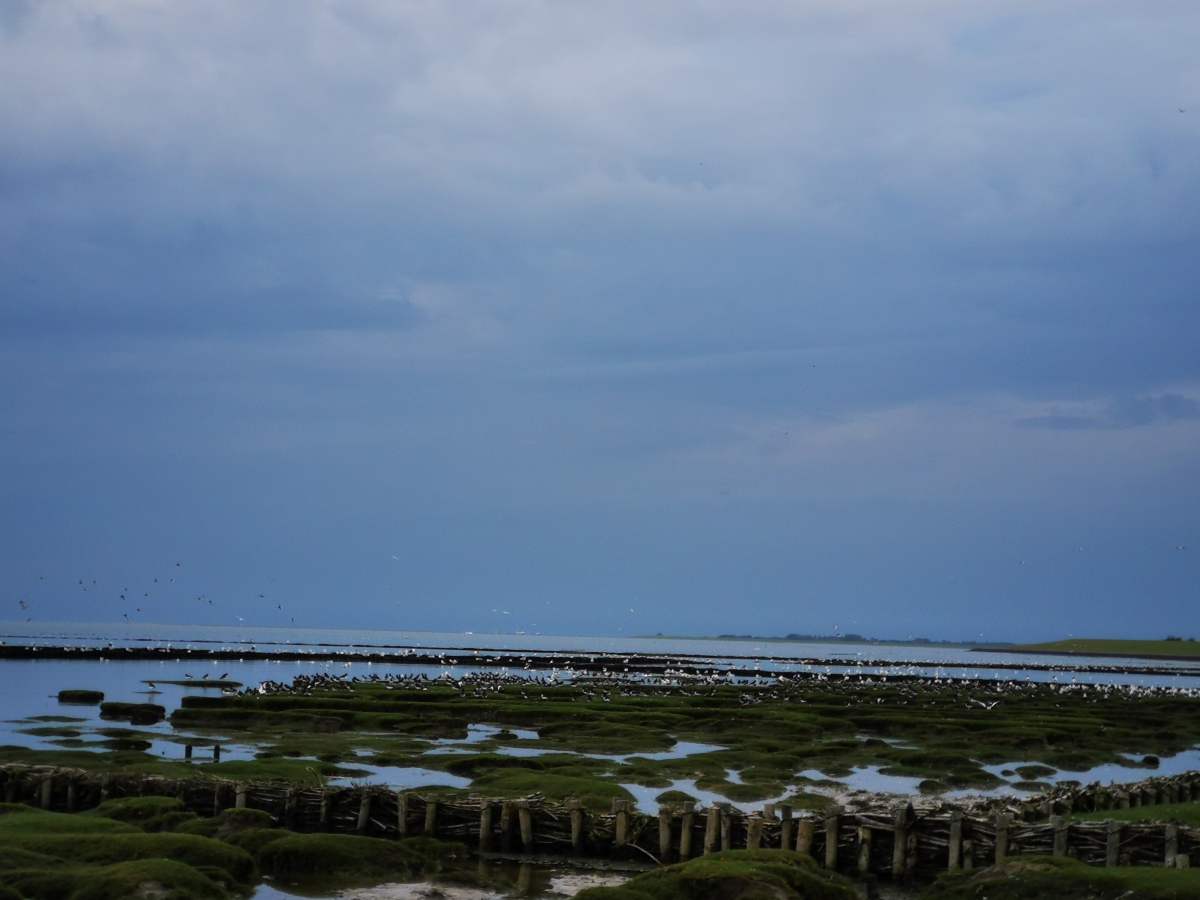 Vogelzug am Wattenmeer auf Eiderstedt im Herbst mit zahlreichen See- und Watvögeln Vogelzug am Wattenmeer auf Eiderstedt im Herbst mit zahlreichen See- und Watvögeln